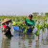 Hari Mangrove Sedunia: LindungiHutan Tekankan Pentingnya Pelestarian Mangrove untuk Masa Depan