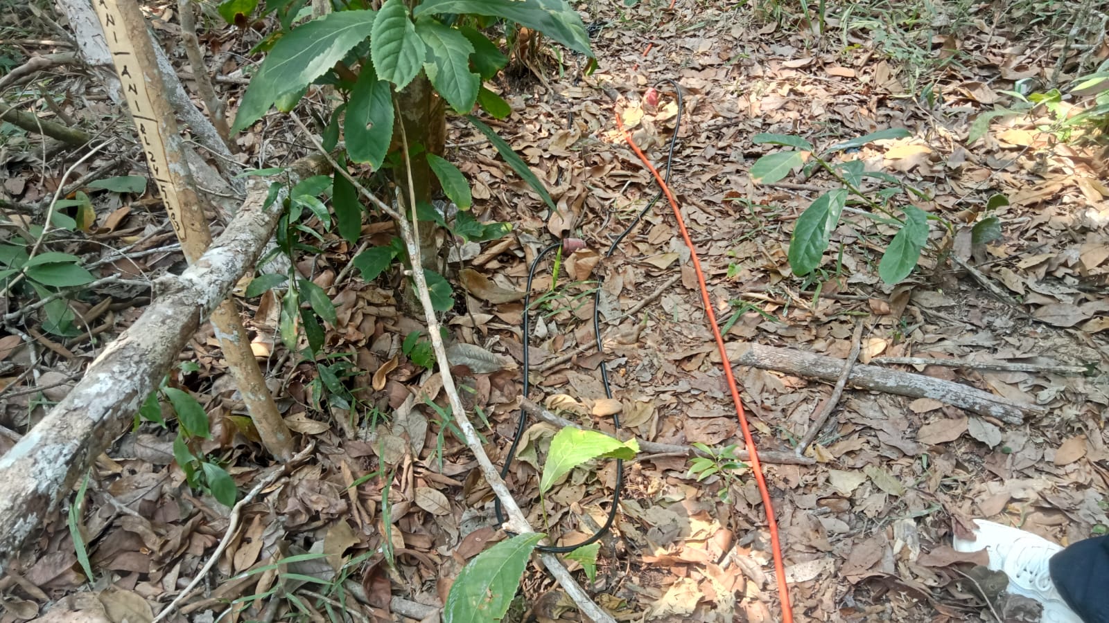 Giat Survei Seismik 3D Idaman di Kabupaten PALI Tanpa Seizin Masyarakat Pemilik Kebun