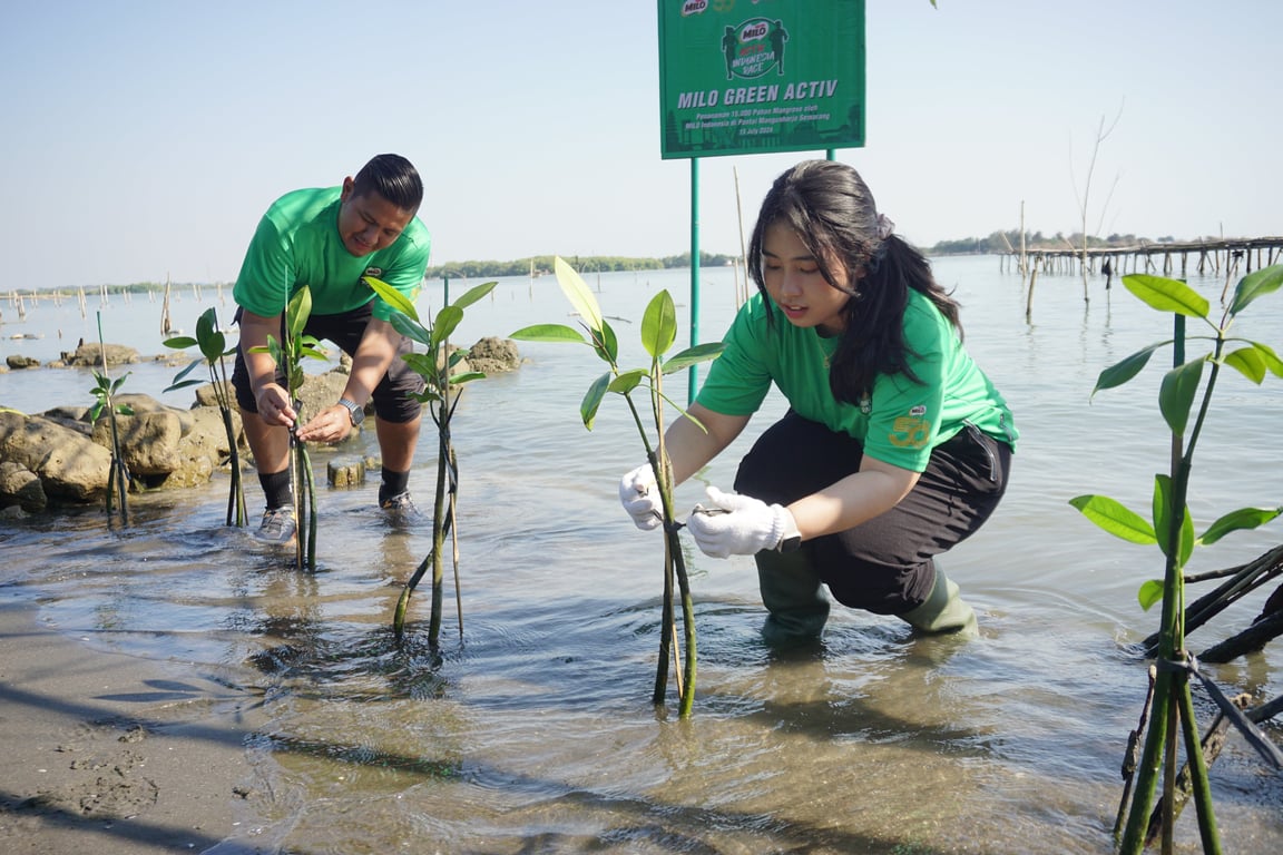 Penanaman mangrove oleh Nestlé MILO di Pantai Mangunharjo, Semarang.