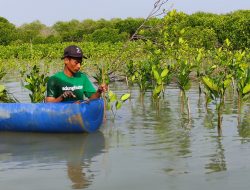 LindungiHutan Rilis Program Mangrove Capital, Bantu Perusahaan Mewujudkan Keuangan Berkelanjutan