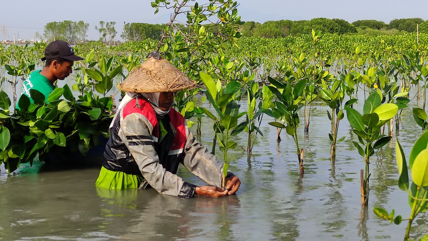 Penanaman mangrove di Desa Bedono, Demak.