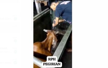 MUI Tanggapi Video Viral Penyembelihan Sapi dengan Pemingsanan di RPH Pegirian Surabaya