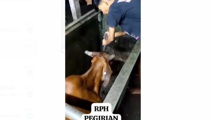 MUI Tanggapi Video Viral Penyembelihan Sapi dengan Pemingsanan di RPH Pegirian Surabaya