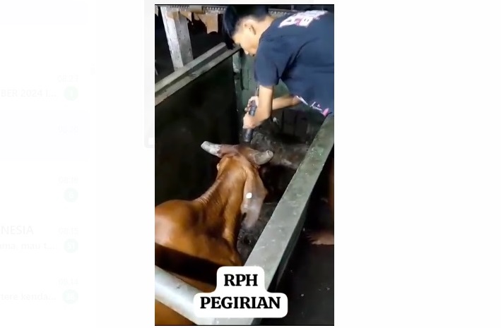 MUI Tanggapi Video Viral Penyembelihan Sapi dengan Pemingsanan di RPH Pegirian Surabaya