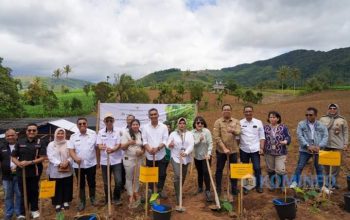 Wakil Bupati Karo Hadir Dalam Acara Tanam Perdana Pisang Cavendish dan Launching Kemitraan Closed Loop