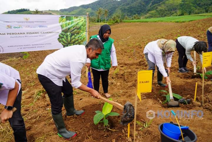 Wakil Bupati Karo Hadir Dalam Acara Tanam Perdana Pisang Cavendish dan Launching Kemitraan Closed Loop