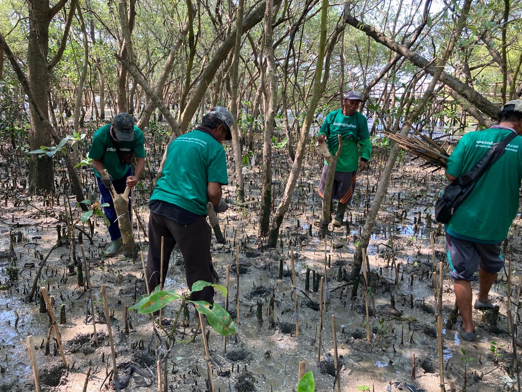 Kegiatan penanaman mangrove untuk mencegah abrasi di Wonorejo, Surabaya.