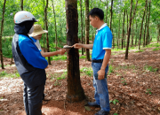 Huy Anh Rubber Co., Ltd. Gandeng KOLTIVA Penuhi Kepatuhan EUDR dan Perkuat Posisi di Pasar Uni Eropa