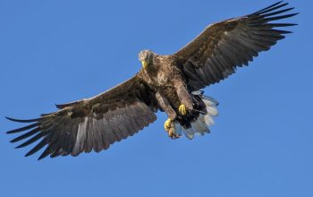 Kisah Syiblul Madari dan Daging yang Dicuri Burung