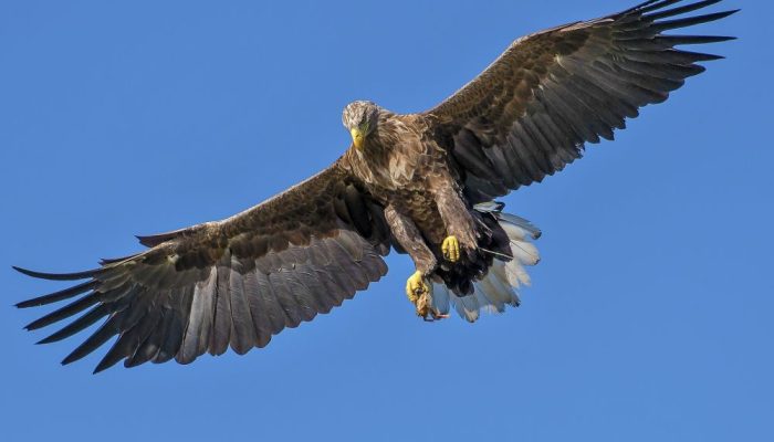 Kisah Syiblul Madari dan Daging yang Dicuri Burung