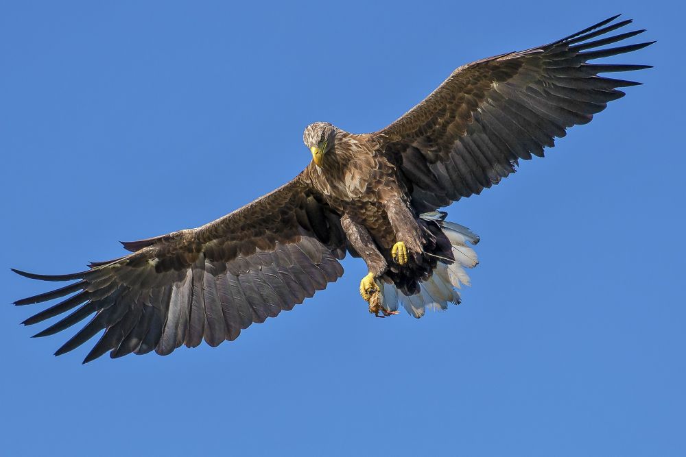 Kisah Syiblul Madari dan Daging yang Dicuri Burung