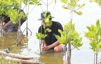 BRI Salurkan Ribuan Bibit Mangrove ke Kelompok Tani di Muaragembong