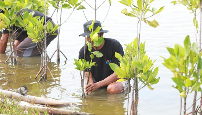 BRI Salurkan Ribuan Bibit Mangrove ke Kelompok Tani di Muaragembong