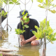 BRI Salurkan Ribuan Bibit Mangrove ke Kelompok Tani di Muaragembong