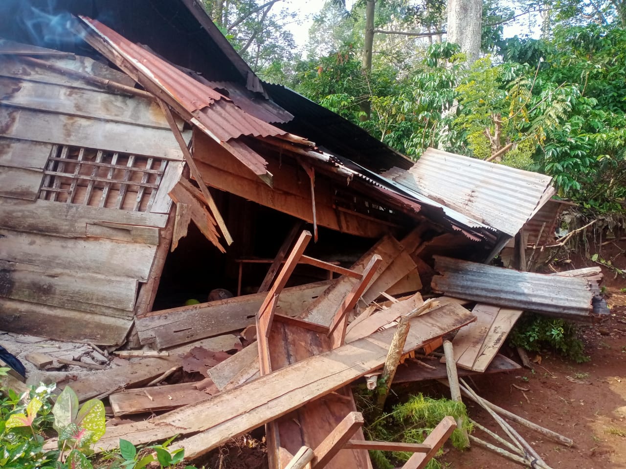 Kawanan Gajah Liar Rusak Rumah Warga di Lampung