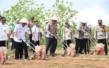 Kapolri dan Panglima TNI Tanam Jagung Diikuti Oleh Polres Bondowoso