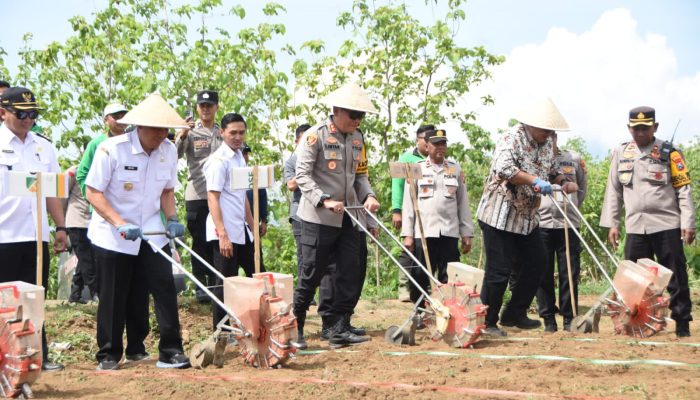 Kapolri dan Panglima TNI Tanam Jagung Diikuti Oleh Polres Bondowoso