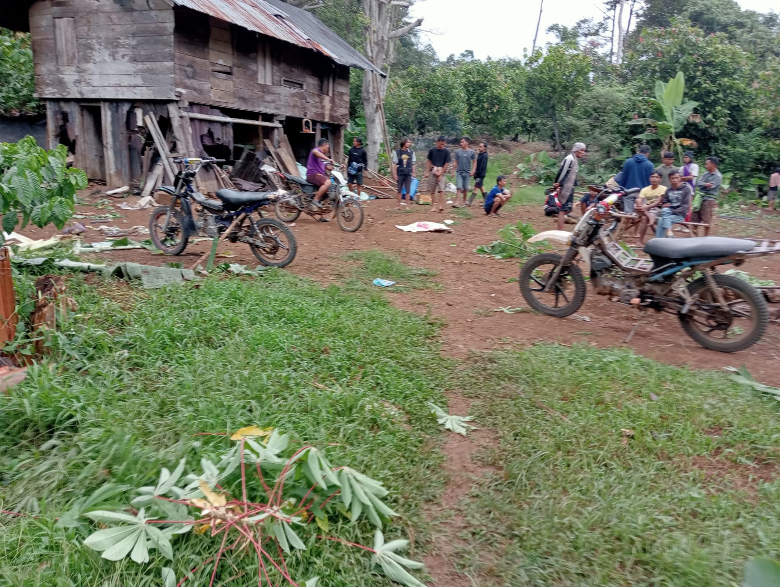 Kawanan Gajah di Tanggamus Tewaskan Seorang Warga