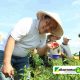 Panen Perdana, Pj Bupati Dedy Apresiasi Program Pemanfaatan Lahan Kelompok Petani Cabai