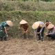 Penanaman Jagung Serentak 1 Juta Hektar di Desa Subik, Lampung Utara