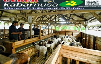 *Ketahanan Pangan* Jabar Tingkatkan Pembibitan Domba Garut