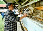 *Ketahanan Pangan* Jabar Tingkatkan Pembibitan Domba Garut