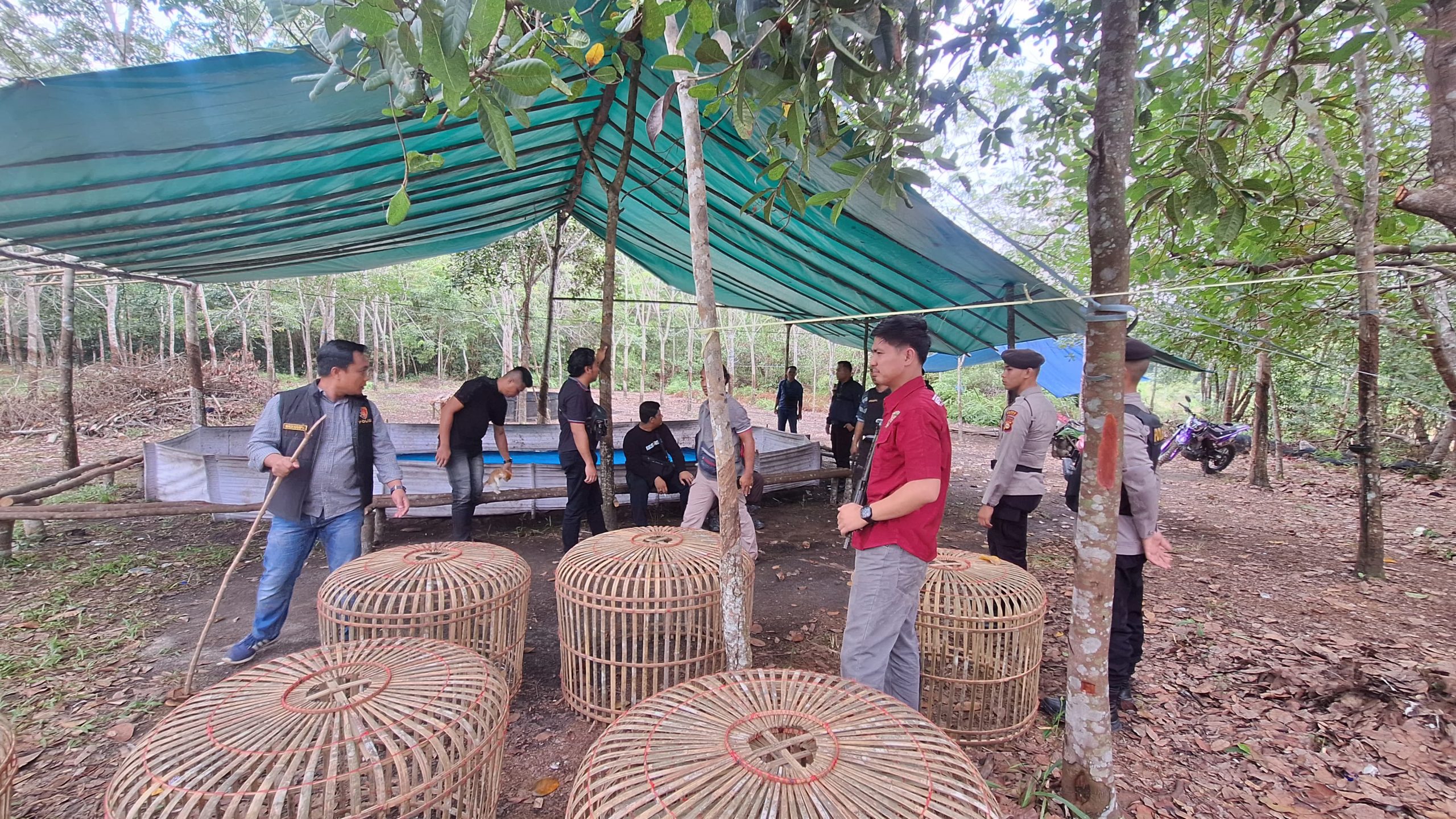 Penggerebekan Arena Sabung Ayam di Desa Air Itam Timur, Polsek Penukal Abab Musnahkan Barang Bukti