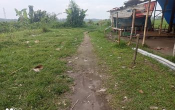 Lokasi Sabung Ayam di Desa Kedungmaling Mojokerto Sepi Kegiatan