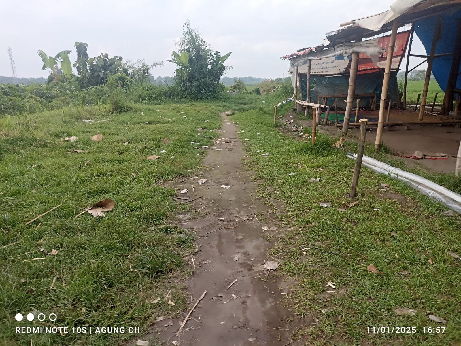 Lokasi Sabung Ayam di Desa Kedungmaling Mojokerto Sepi Kegiatan