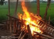 Arena Judi Sabung Ayam di Desa Kedungmaling Mojokerto Dibakar Polisi