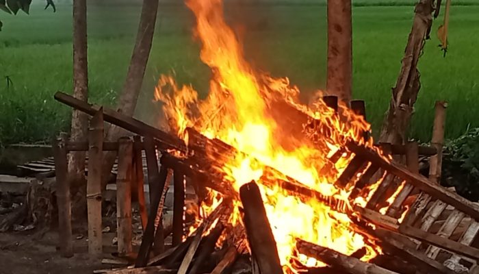 Arena Judi Sabung Ayam di Desa Kedungmaling Mojokerto Dibakar Polisi