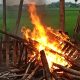 Arena Judi Sabung Ayam di Desa Kedungmaling Mojokerto Dibakar Polisi