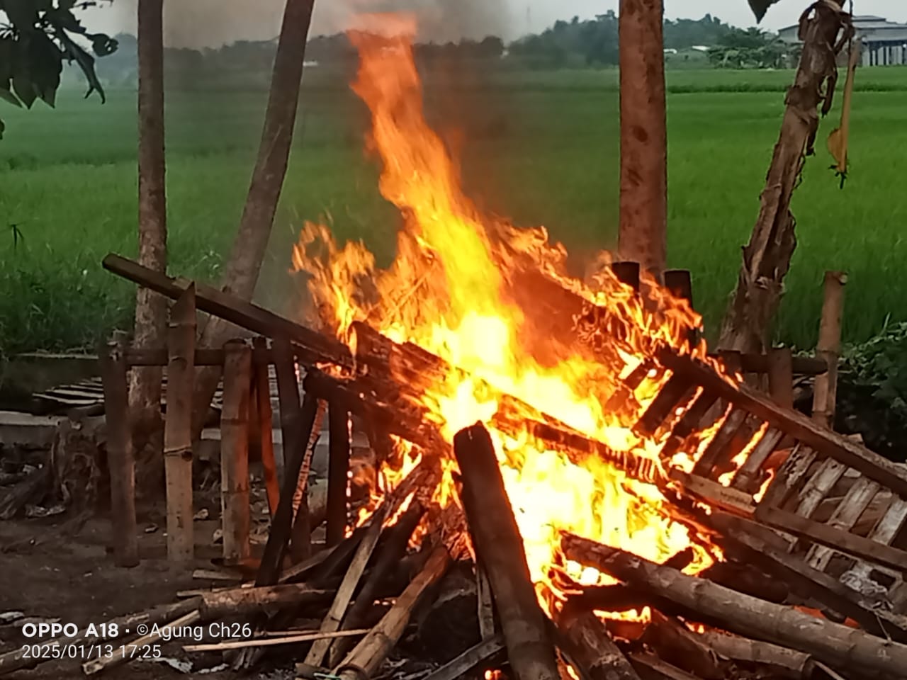 Arena Judi Sabung Ayam di Desa Kedungmaling Mojokerto Dibakar Polisi