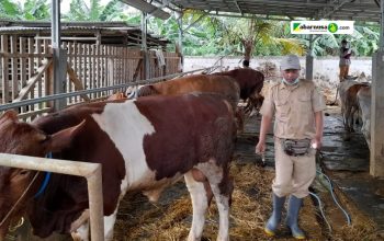 Dinas Pertanian Kabupaten Bekasi Antisipasi Penyebaran Penyakit Mulut dan Kuku pada Hewan Ternak