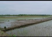 Serobot Sawah Bersertifikat Ketum PWDPI Bakal Laporkan Hamka Ke Polda Lampung