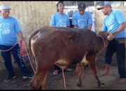 Harga Sapi Jatuh Karena Merebak PMK