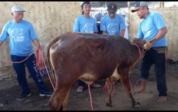 Harga Sapi Jatuh Karena Merebak PMK