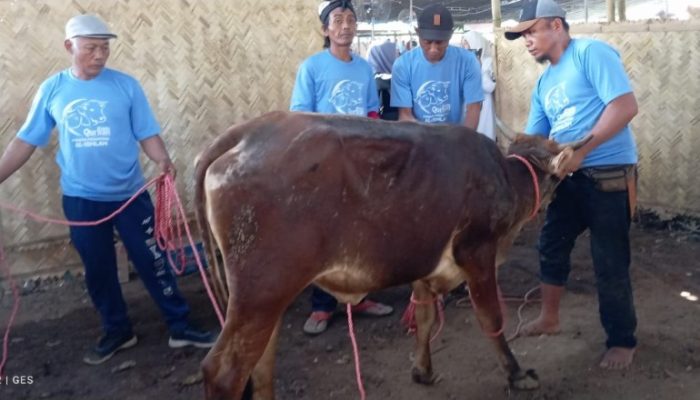 Harga Sapi Jatuh Karena Merebak PMK