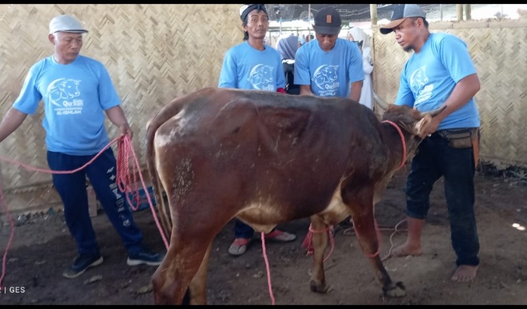 Harga Sapi Jatuh Karena Merebak PMK