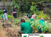 Aksi Bersih Kebun KWT Dalam Meningkatkan Hasil Pertanian di Gampong Dayah Teungku.