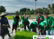 Mahasiswa KKN 39 UNIMAL Ikut Menanam Padi Untuk Pemberdayaan Potensi Desa Menuju Ketahanan Pangan Nasional 