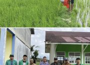 Mahasiswa KKN UNIMAL Kelompok 69 Berkolaborasi dengan Petani Sukses Uji Coba Pupuk Organik