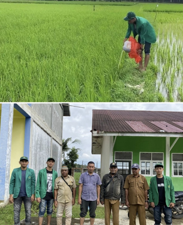 Mahasiswa KKN UNIMAL Kelompok 69 Berkolaborasi dengan Petani Sukses Uji Coba Pupuk Organik