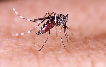 Nyamuk Aedes Aegypti Mulai Tebar Teror di Perumahan BCR Cibarusah