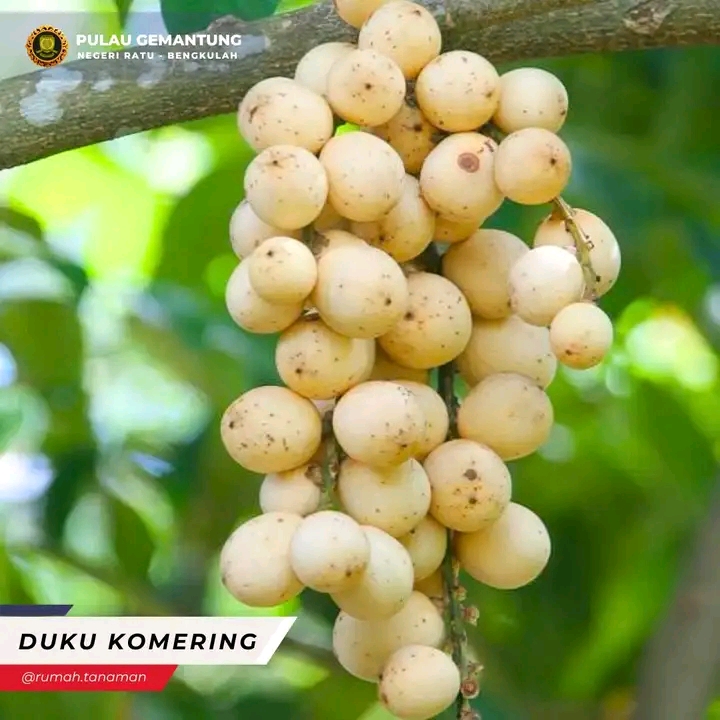 Duku Komering ,Juaranya Duku"