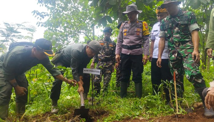 Untuk Melestarikan Hutan, Perhutani Bondowoso Gandeng FORKOPIMCAM BINAKAL Gelar Penanaman Pohon Bersama 