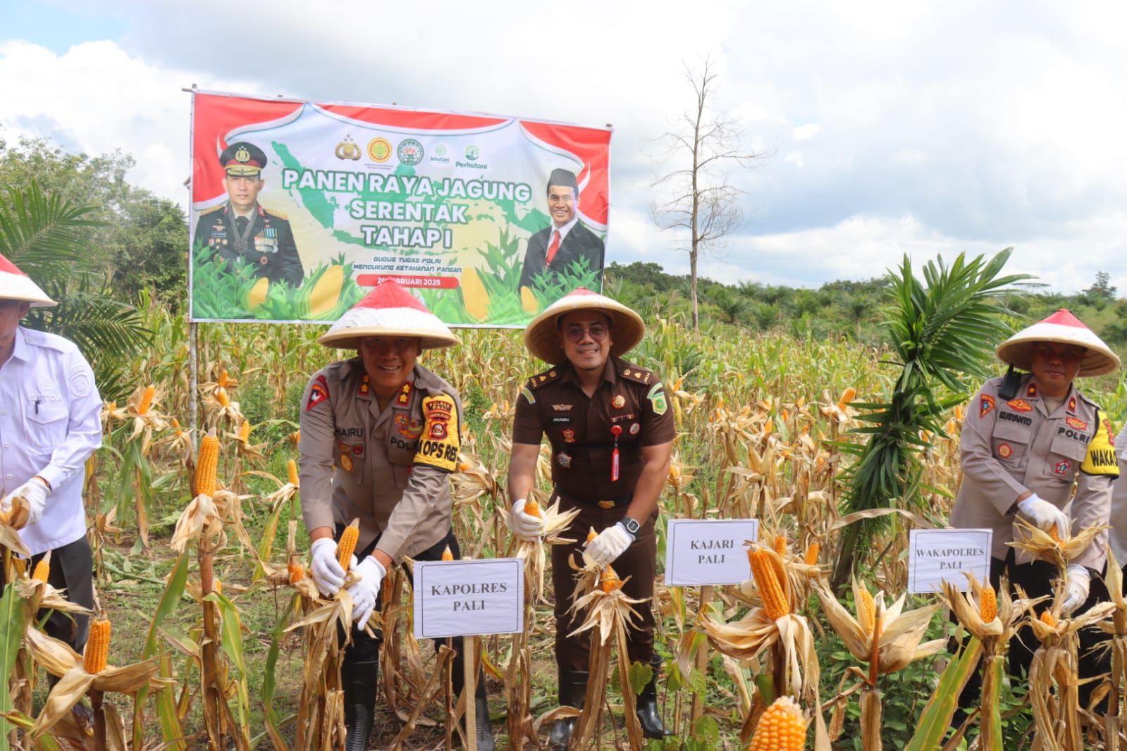 Polres PALI Gelar Panen Raya Jagung Tahap I: Wujud Sinergi dalam Mendukung Ketahanan Pangan Nasional