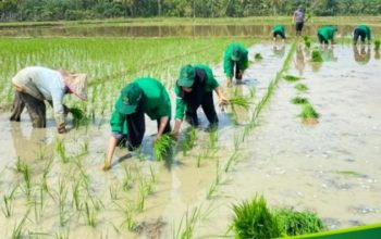 Tingkatkan ketahanan Pangan Nasional, Mahasiswa KKN Kelompok 49 Ikut Serta Penanaman Padi