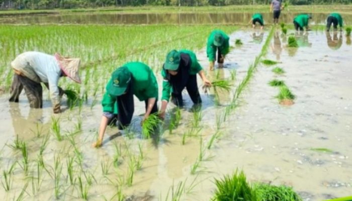 Tingkatkan ketahanan Pangan Nasional, Mahasiswa KKN Kelompok 49 Ikut Serta Penanaman Padi