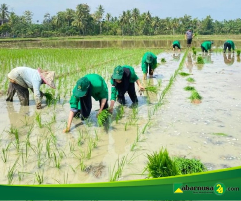 Tingkatkan ketahanan Pangan Nasional, Mahasiswa KKN Kelompok 49 Ikut Serta Penanaman Padi